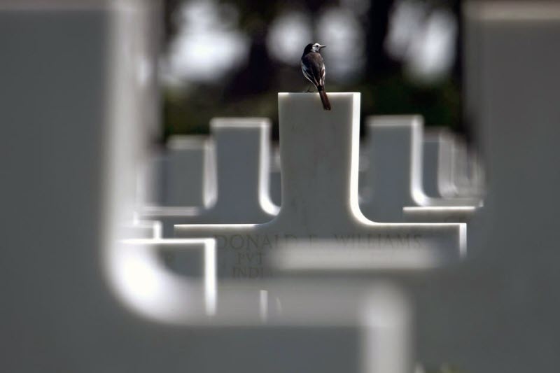 Bird seen at American cemetery Colleville-sur-Mer June 2009