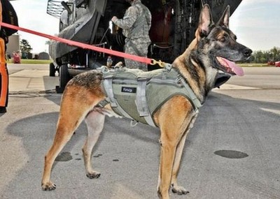 Cairo, Navy SEAL Belgian Malinois war dog